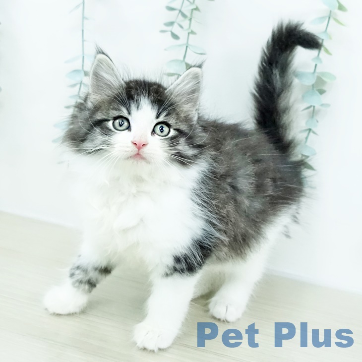 ノルウェージャンフォレストキャットの写真2