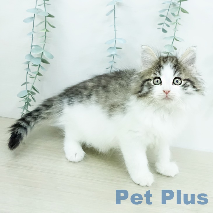 茨城県のノルウェージャンフォレストキャット (ペットプラス つくば店/2025年9月22日生まれ/女の子/ブラウンマッカレルタビーホワイト)の子猫の1枚目の画像