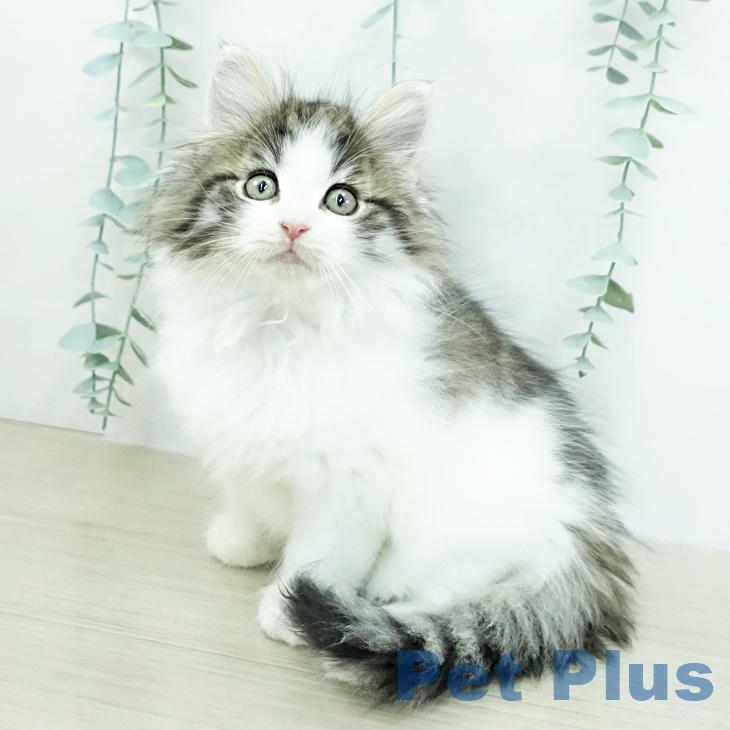 茨城県のノルウェージャンフォレストキャット (ペットプラス つくば店/2025年9月22日生まれ/女の子/ブラウンマッカレルタビーホワイト)の子猫の2枚目の画像