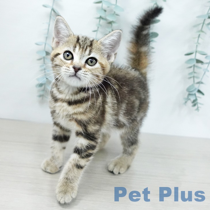 アメリカンショートヘア