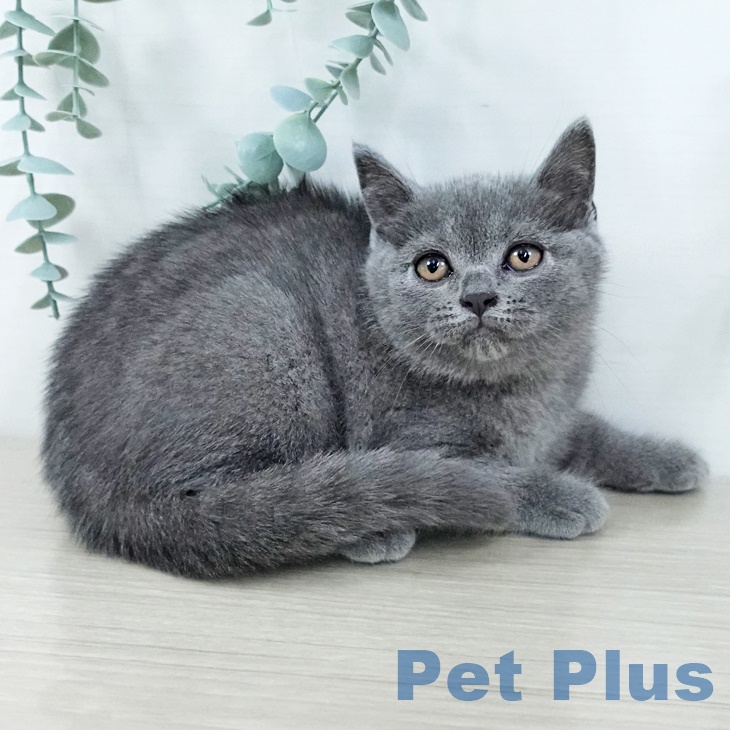 岩手県のブリティッシュショートヘアー (ペットプラス 盛岡南店/2025年9月20日生まれ/女の子/ブルー)の子猫の1枚目の画像