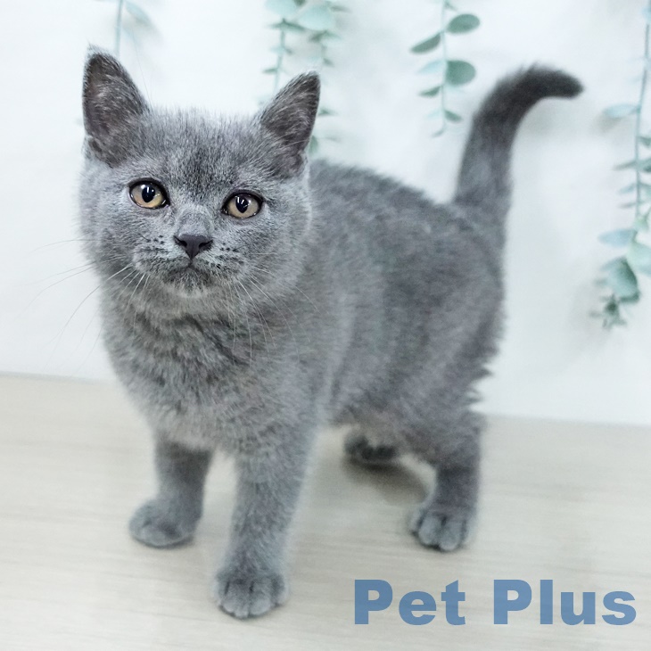岩手県のブリティッシュショートヘアー (ペットプラス 盛岡南店/2025年9月20日生まれ/女の子/ブルー)の子猫の2枚目の画像