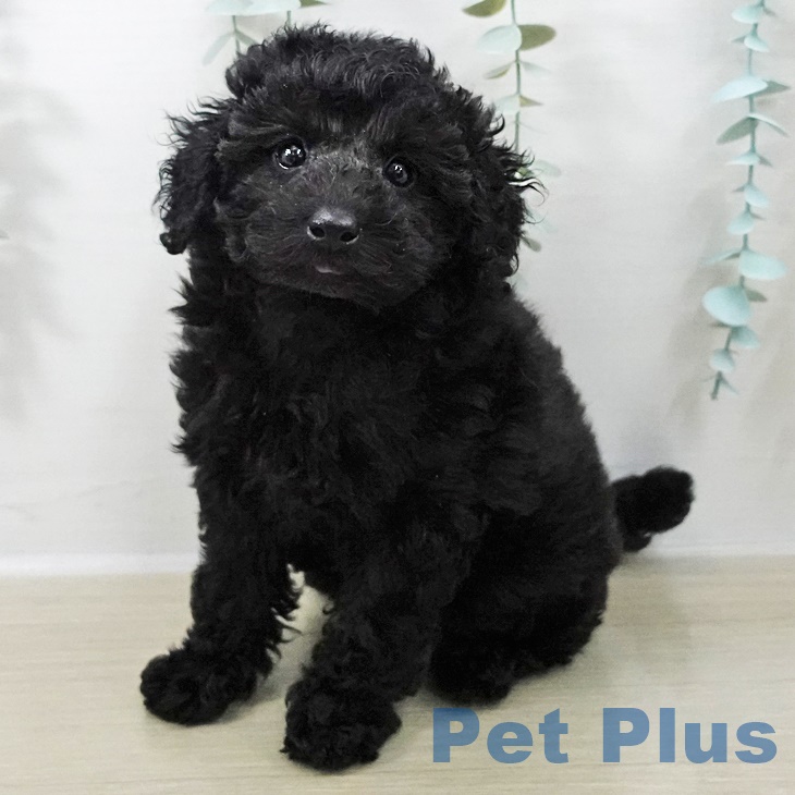 東京都のトイプードル(トイ) (ペットプラス 東久留米店/2025年9月26日生まれ/男の子/ブラック)の子犬の1枚目の画像