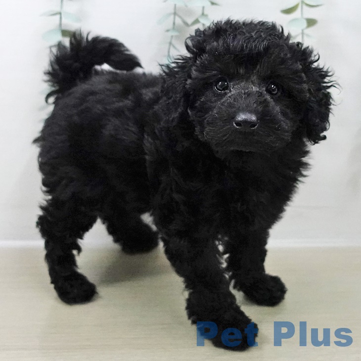 東京都のトイプードル(トイ) (ペットプラス 東久留米店/2025年9月26日生まれ/男の子/ブラック)の子犬の2枚目の画像