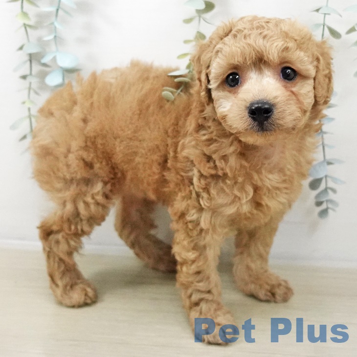 トイ・プードル