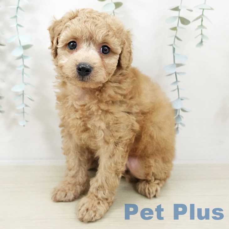 トイ・プードル