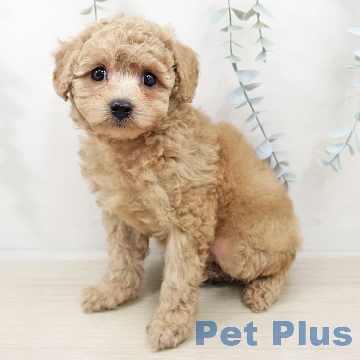 トイ・プードル