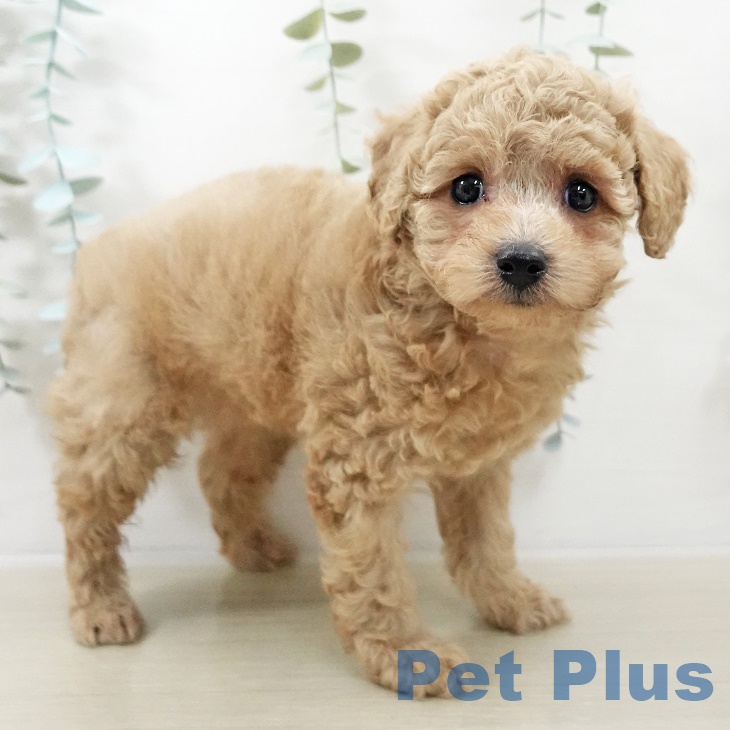 トイ・プードルの写真2