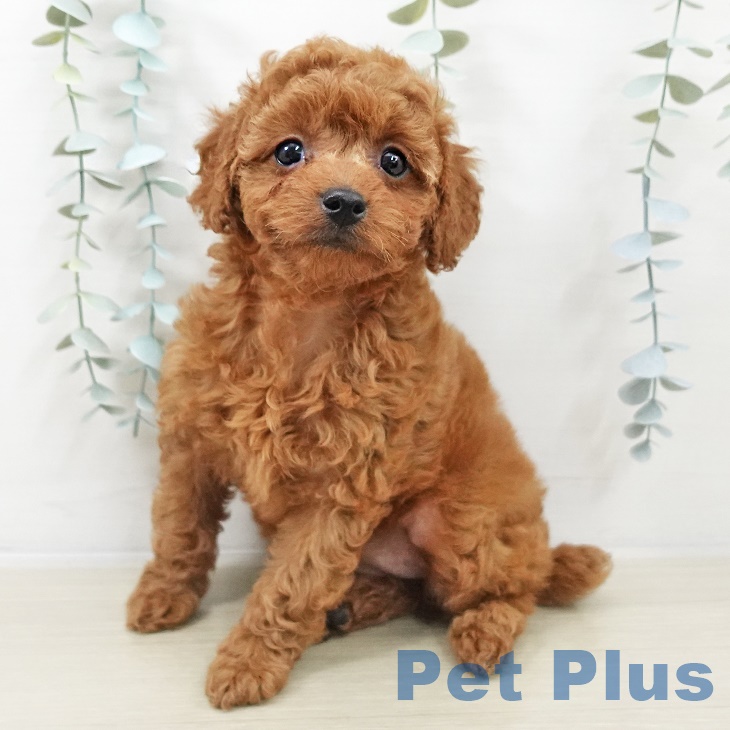 青森県のトイプードル(トイ) (ペットプラス 青森浜田店/2025年9月27日生まれ/女の子/レッド)の子犬