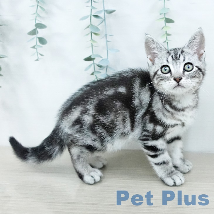 アメリカンショートヘア