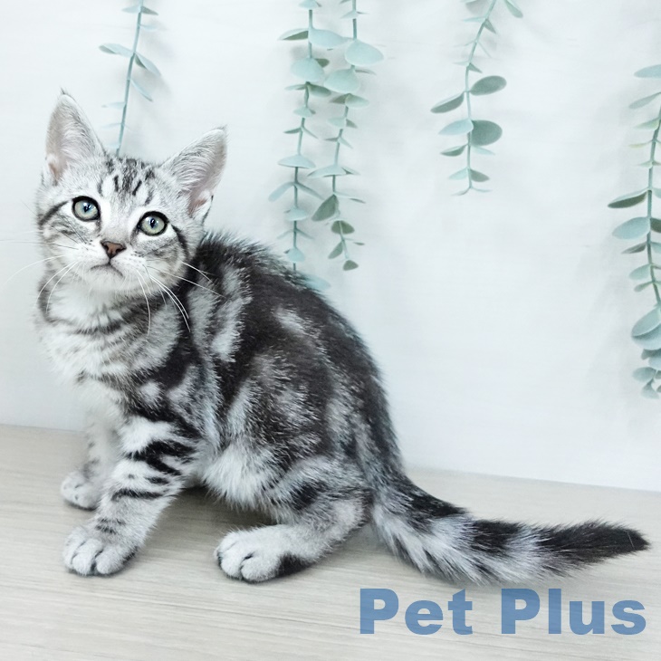 アメリカンショートヘア