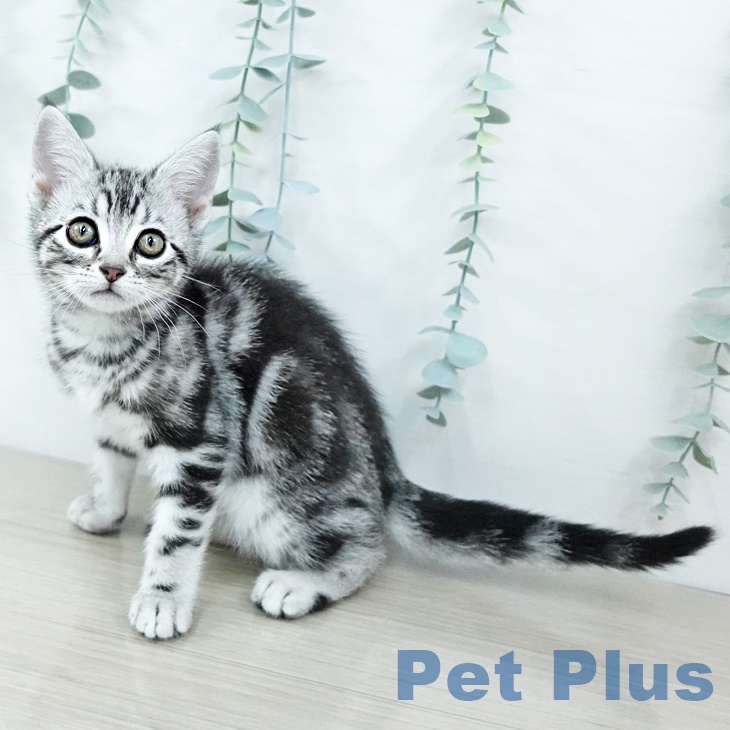 アメリカンショートヘア