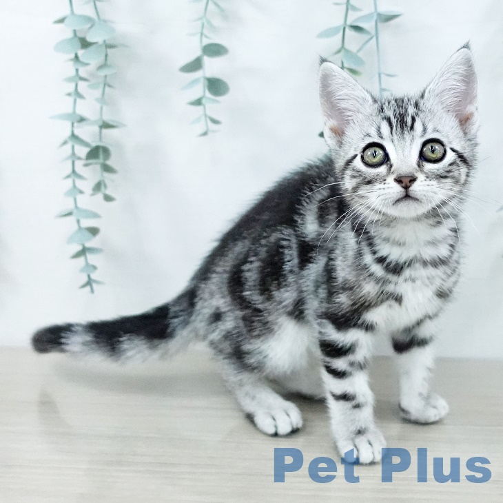 アメリカンショートヘア