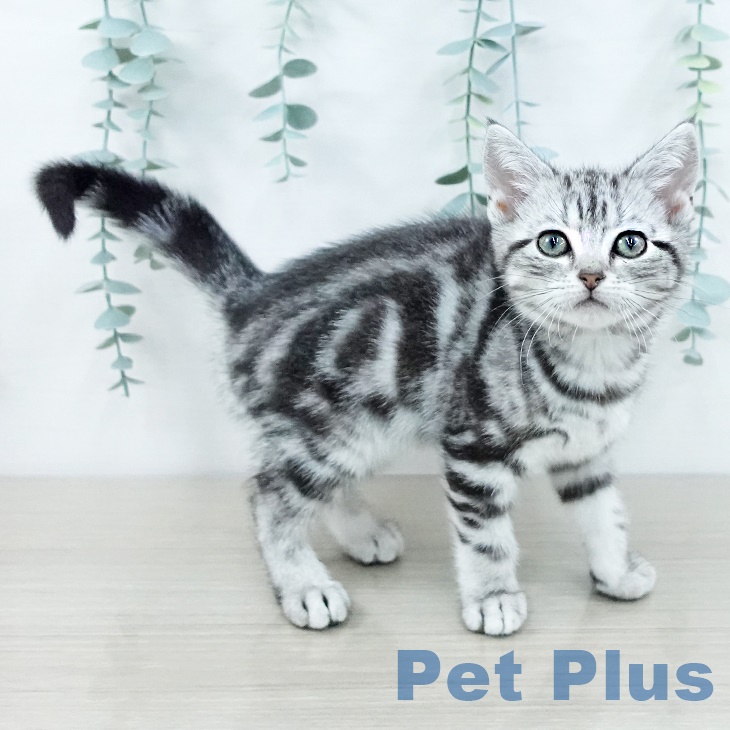 アメリカンショートヘア