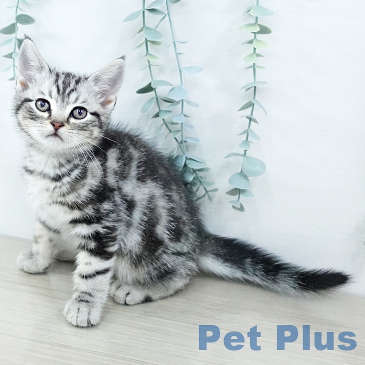 埼玉県のアメリカンショートヘアー (ペットプラス 与野店/2025年9月22日生まれ/男の子/シルバータビー)の子猫の1枚目の画像