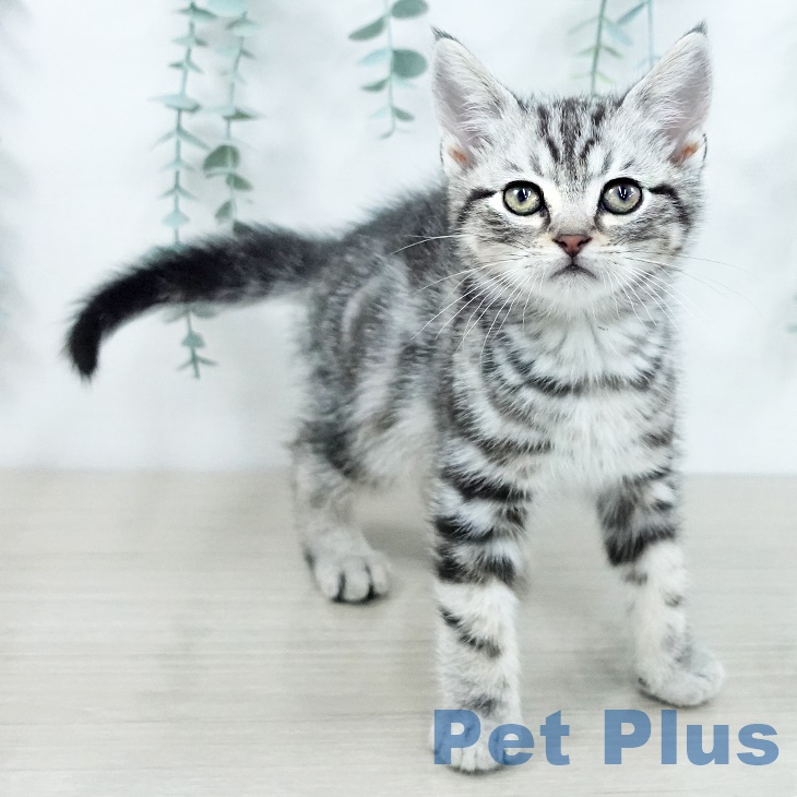 埼玉県のアメリカンショートヘアー (ペットプラス 与野店/2025年9月22日生まれ/男の子/シルバータビー)の子猫の2枚目の画像