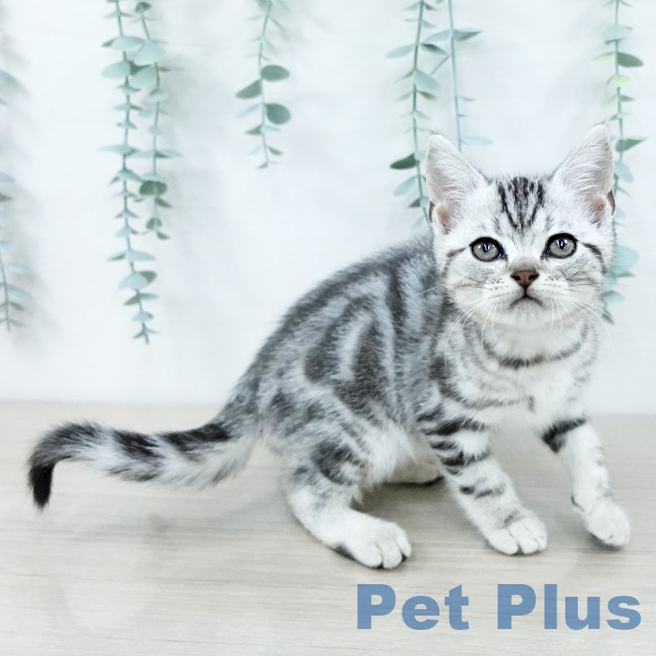 アメリカンショートヘア