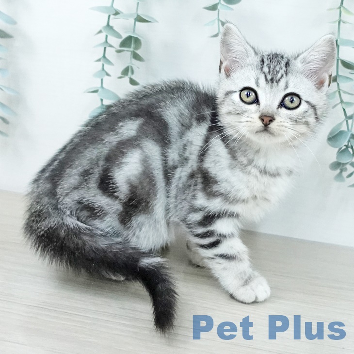 アメリカンショートヘア