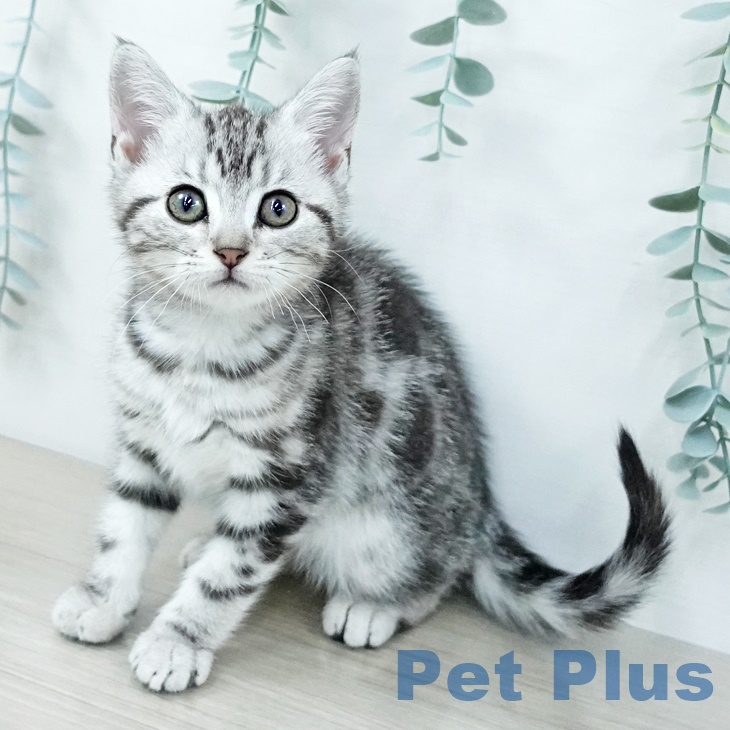 千葉県のアメリカンショートヘアー (ペットプラス 船橋店/2025年9月25日生まれ/女の子/シルバータビー)の子猫の1枚目の画像