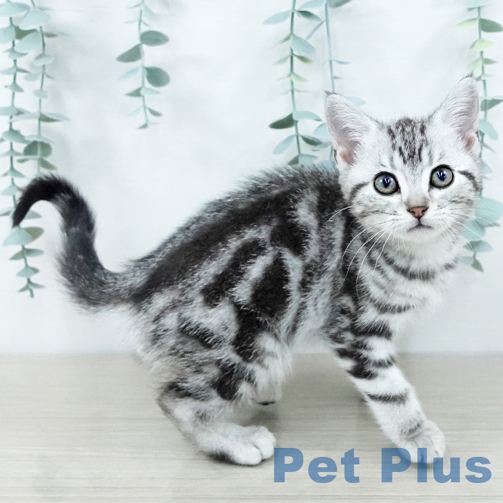 千葉県のアメリカンショートヘアー (ペットプラス 船橋店/2025年9月25日生まれ/女の子/シルバータビー)の子猫の2枚目の画像