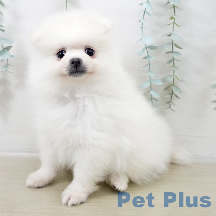 神奈川県のポメラニアン (ペットプラス 天王町店/2025年9月27日生まれ/男の子/ホワイトクリーム)の子犬の1枚目の画像
