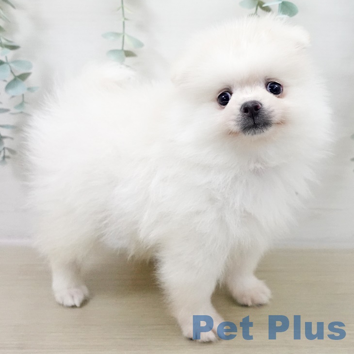 神奈川県のポメラニアン (ペットプラス 天王町店/2025年9月27日生まれ/男の子/ホワイトクリーム)の子犬の2枚目の画像