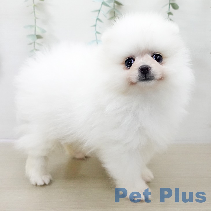 ポメラニアンの写真2