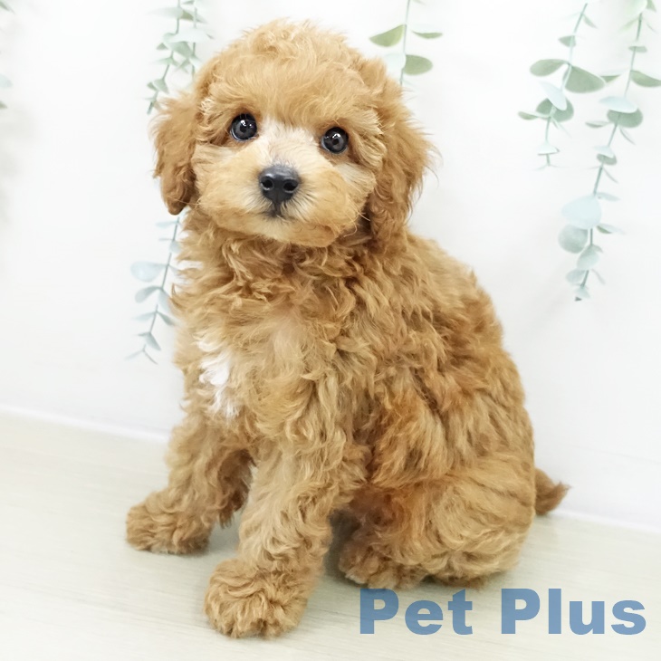 トイ・プードル