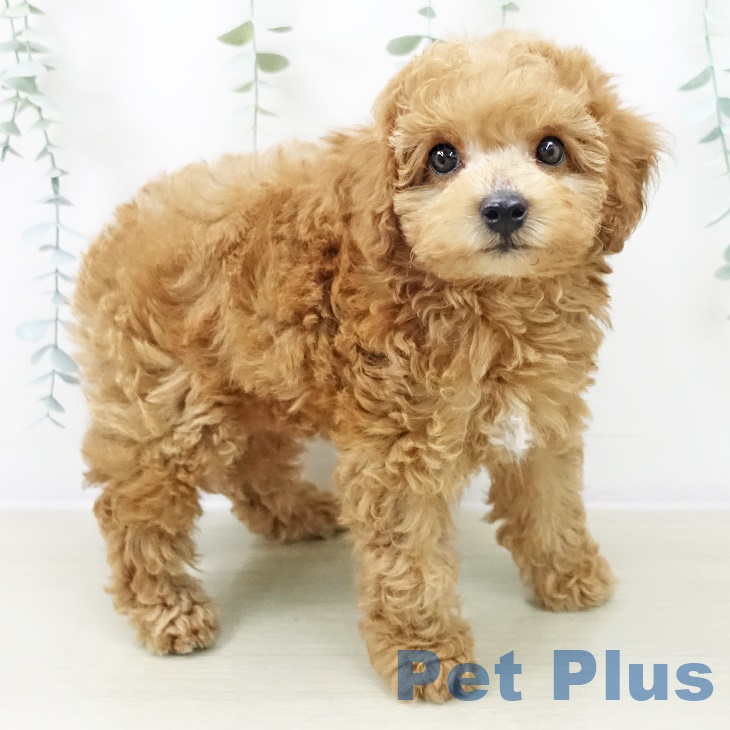 トイ・プードル