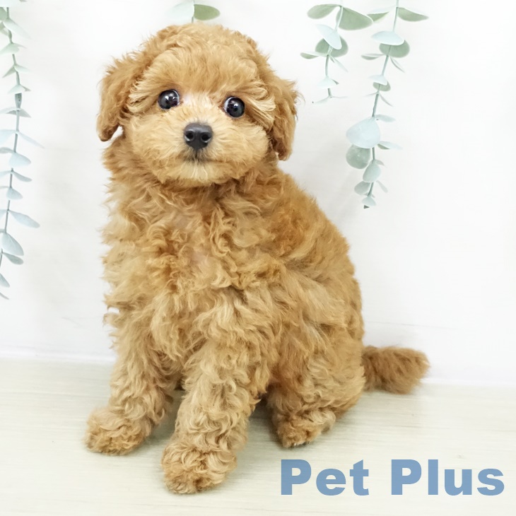 トイ・プードル