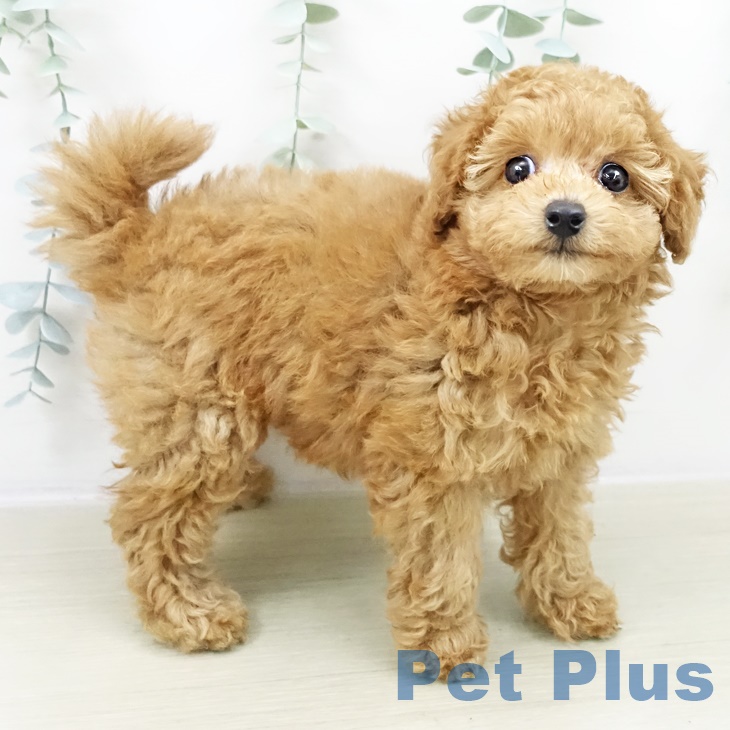 トイ・プードルの写真2