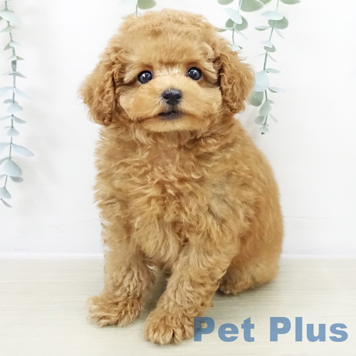 トイ・プードル