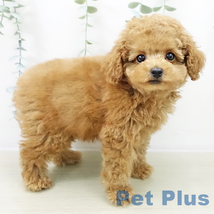 トイ・プードルの写真2