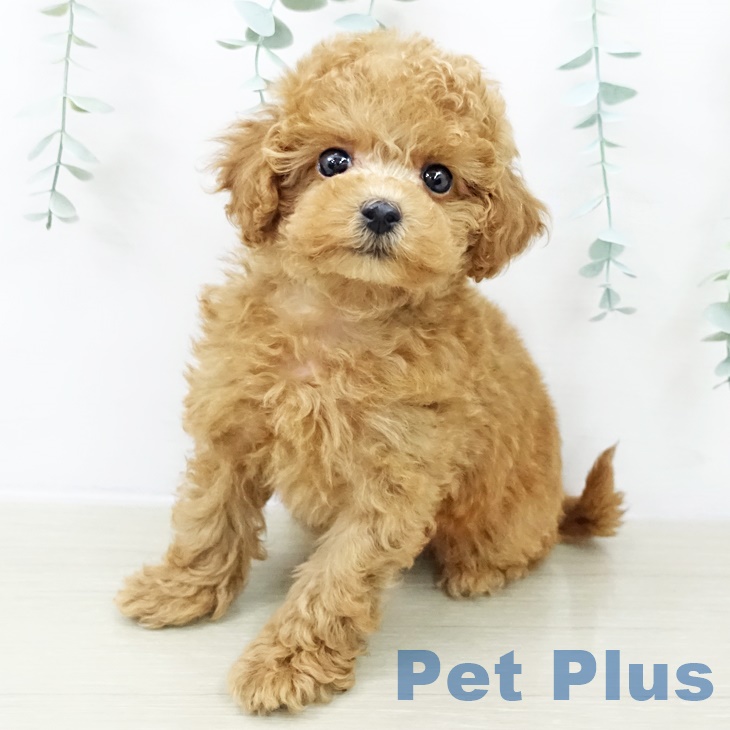 トイ・プードル