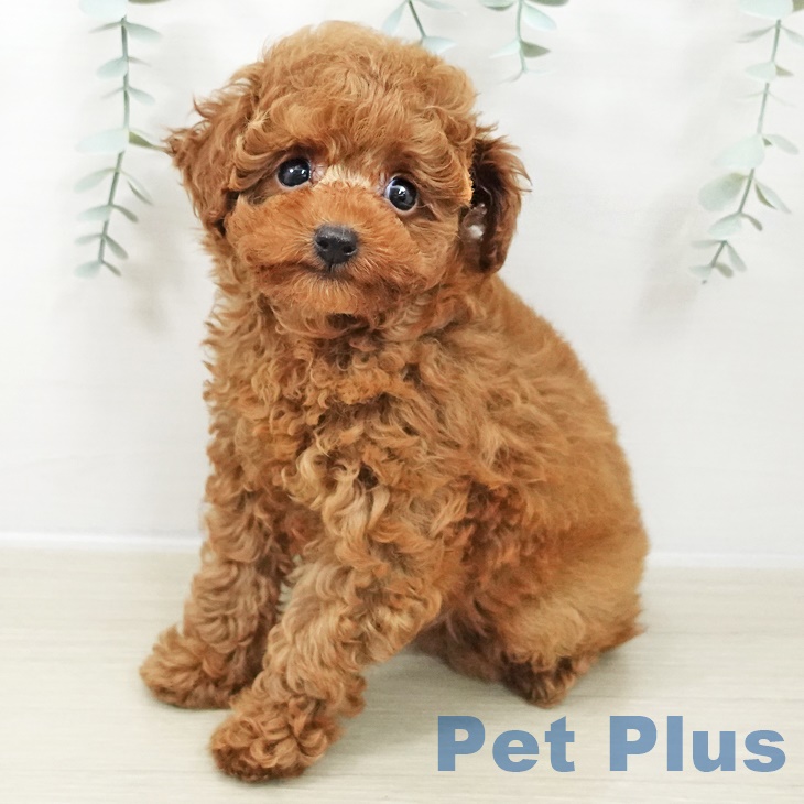 東京都のトイプードル(トイ) (ペットプラス アクアシティお台場店/2025年10月1日生まれ/男の子/レッド)の子犬