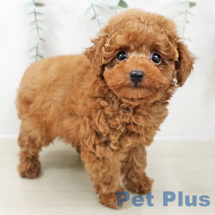 東京都のトイプードル(トイ) (ペットプラス アクアシティお台場店/2025年10月1日生まれ/男の子/レッド)の子犬の2枚目の画像