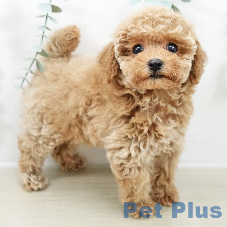 トイ・プードル