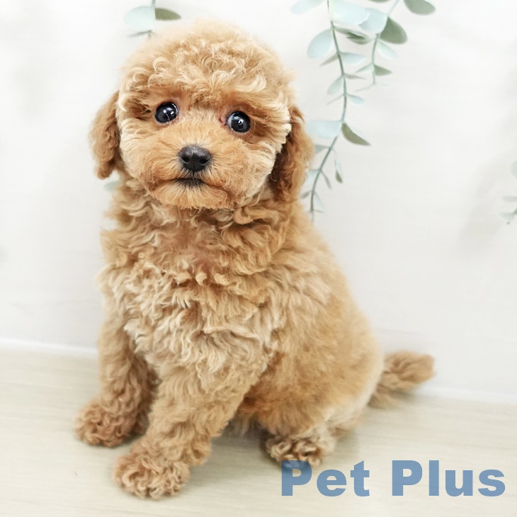 トイ・プードルの写真2