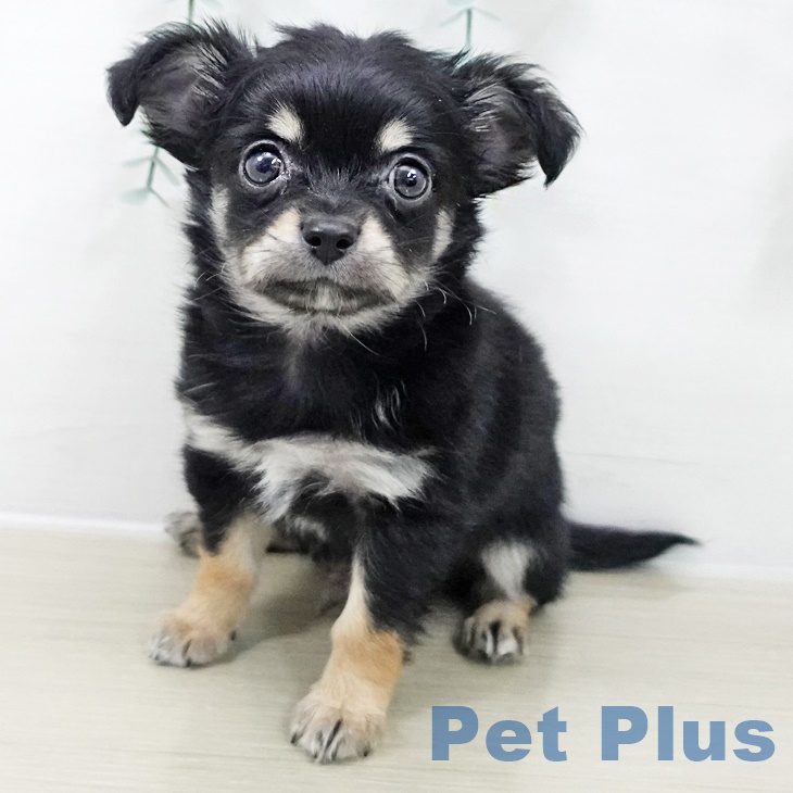 埼玉県のチワワ(ロング) (ペットプラス 浦和美園店/2025年10月2日生まれ/男の子/ブラックタンホワイト)の子犬の1枚目の画像