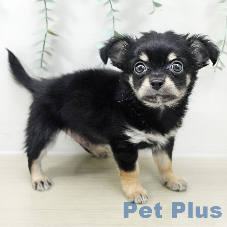 埼玉県のチワワ(ロング) (ペットプラス 浦和美園店/2025年10月2日生まれ/男の子/ブラックタンホワイト)の子犬の2枚目の画像