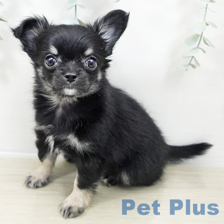 千葉県のチワワ(ロング) (ペットプラス 八千代緑が丘店/2025年10月2日生まれ/女の子/ブラックタンホワイト)の子犬の1枚目の画像