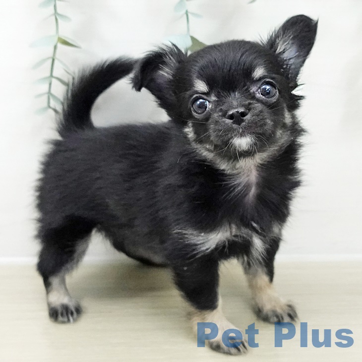 千葉県のチワワ(ロング) (ペットプラス 八千代緑が丘店/2025年10月2日生まれ/女の子/ブラックタンホワイト)の子犬の2枚目の画像