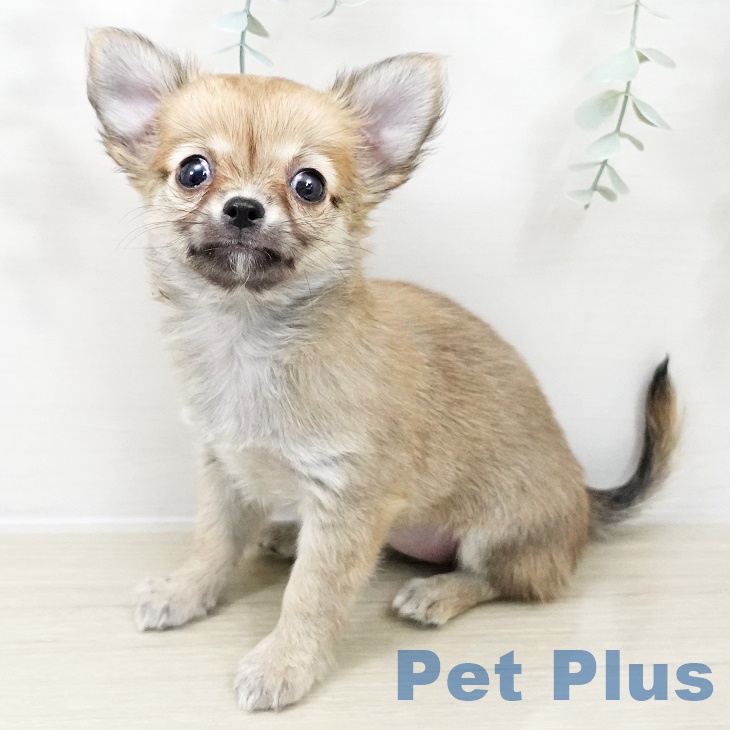 埼玉県のチワワ(ロング) (ペットプラス 与野店/2025年10月1日生まれ/女の子/フォーン)の子犬の1枚目の画像