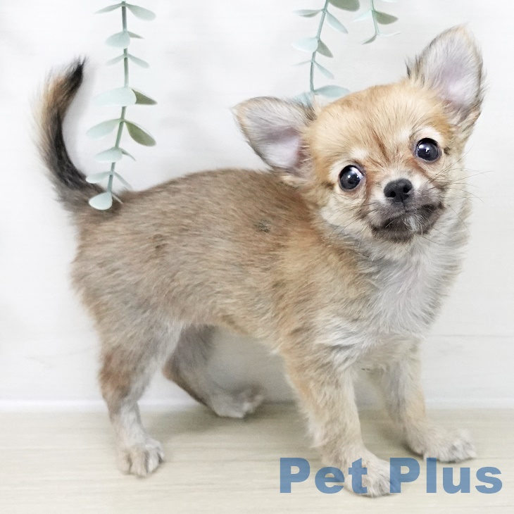 埼玉県のチワワ(ロング) (ペットプラス 与野店/2025年10月1日生まれ/女の子/フォーン)の子犬の2枚目の画像