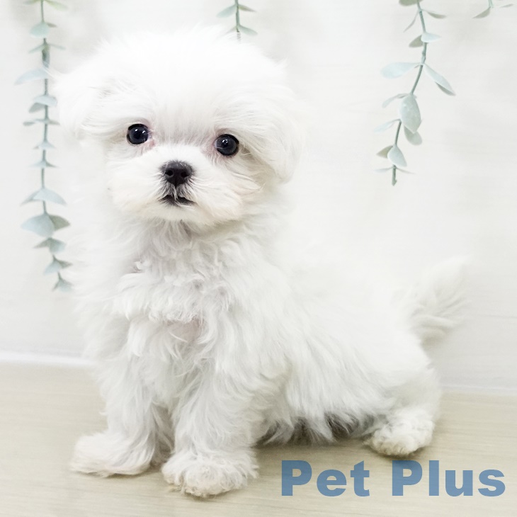 マルチーズの写真2