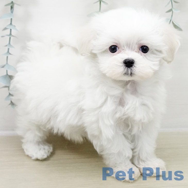 千葉県のマルチーズ (ペットプラス 幕張新都心店/2025年10月3日生まれ/女の子/ホワイト)の子犬の1枚目の画像