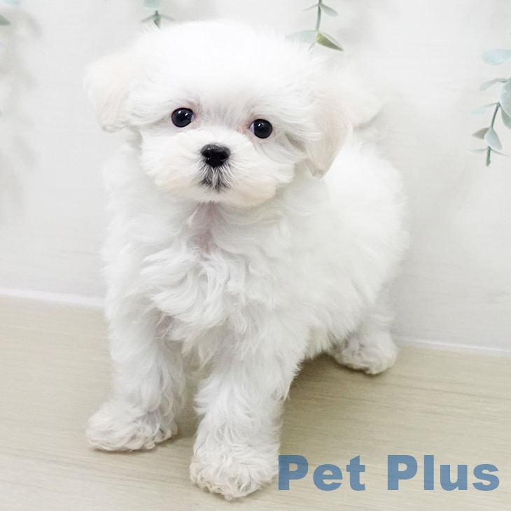 千葉県のマルチーズ (ペットプラス 幕張新都心店/2025年10月3日生まれ/女の子/ホワイト)の子犬の2枚目の画像