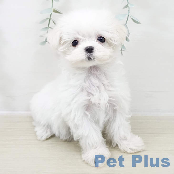 埼玉県のマルチーズ (ペッツワン 吉川美南店/2025年10月3日生まれ/女の子/ホワイト)の子犬の1枚目の画像
