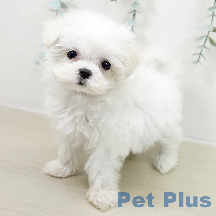 埼玉県のマルチーズ (ペッツワン 吉川美南店/2025年10月3日生まれ/女の子/ホワイト)の子犬の2枚目の画像