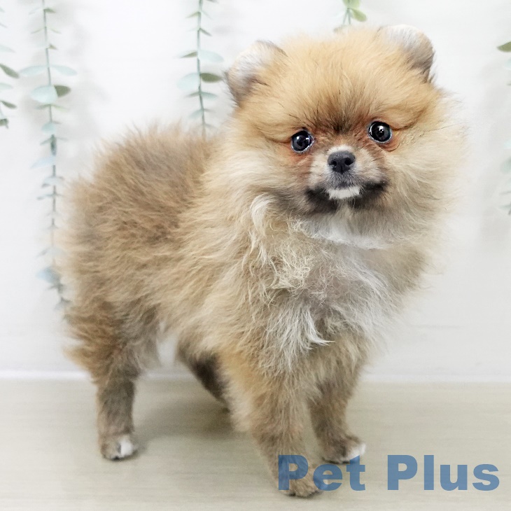 埼玉県のポメラニアン (ペットプラス 上尾店/2025年10月2日生まれ/女の子/オレンジ)の子犬の1枚目の画像